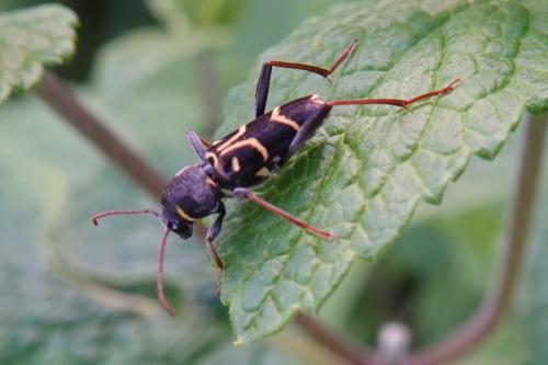 Réf. 345 158 : Xylotrechus antilope